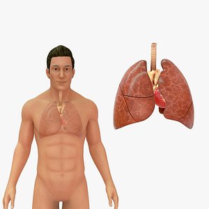 Human Natural Body With Heart and lungs 3D