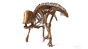 Hypacrosaurus Detailed Dinosaur Skeleton