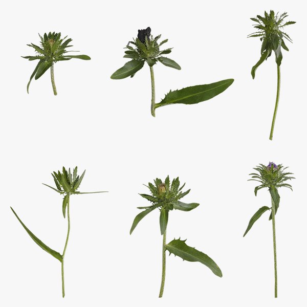3D модель Anydrafts Centaurea cyanus blue diadem Атлас 05 Текстуры ...