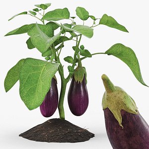 3D Eggplant Plant with Root Soil Purple