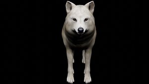 White Wolf 3D model