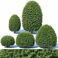 Taxus Baccata # 5 topiary set 1