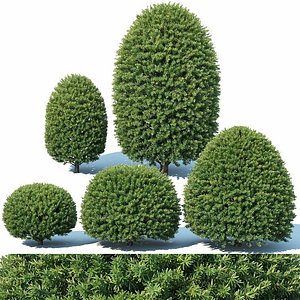 Taxus Baccata # 5 topiary set 1