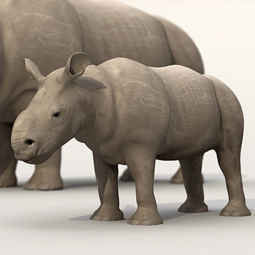6 Animals Safari Pack C4d
