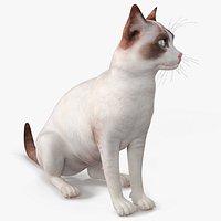Ragdoll Cat Sitting Pose
