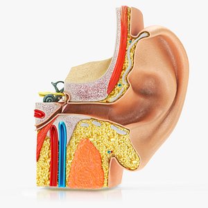 3D model Ear Anatomy with cross-section