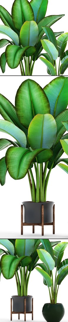 ravenala palm model https://p.turbosquid.com/ts-thumb/F8/LC8IID/98YwDBye/2ravenalamadagascariensis10/jpg/1502483485/1920x1080/fit_q87/46d4115e58620e958c67b05a6a5f1545ac5bf02e/2ravenalamadagascariensis10.jpg