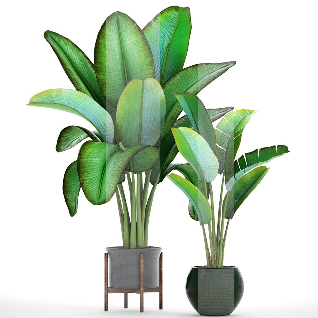 ravenala palm model https://p.turbosquid.com/ts-thumb/F8/LC8IID/GsycOVdP/2ravenalamadagascariensis07/jpg/1502483485/1920x1080/fit_q87/0f88d9902291329aab679f5cdd5c5f1c27d113ce/2ravenalamadagascariensis07.jpg