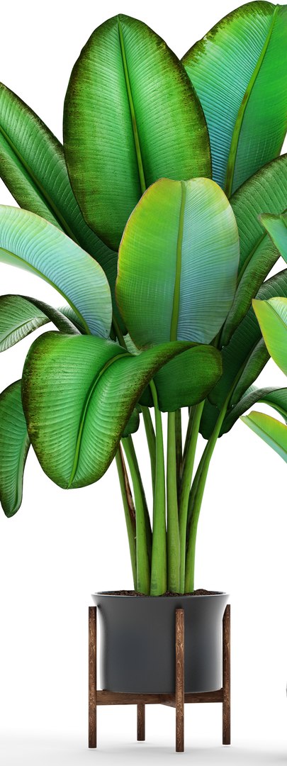 ravenala palm model https://p.turbosquid.com/ts-thumb/F8/LC8IID/M7b0bP1F/2ravenalamadagascariensis03/jpg/1502483485/1920x1080/fit_q87/d150aefb32cba21eafddf22d404167b19474443a/2ravenalamadagascariensis03.jpg