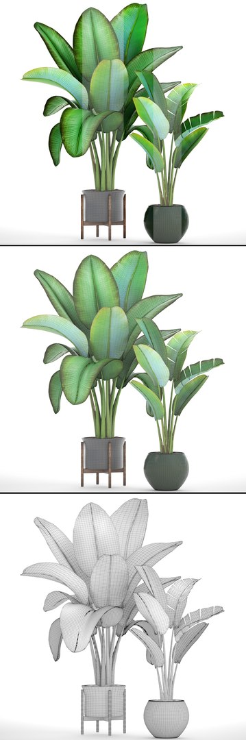 ravenala palm model https://p.turbosquid.com/ts-thumb/F8/LC8IID/fJjrnY99/2ravenalamadagascariensis06/jpg/1502483485/1920x1080/fit_q87/34cc00431492100b60b43f98e27ab938a49bf3fc/2ravenalamadagascariensis06.jpg
