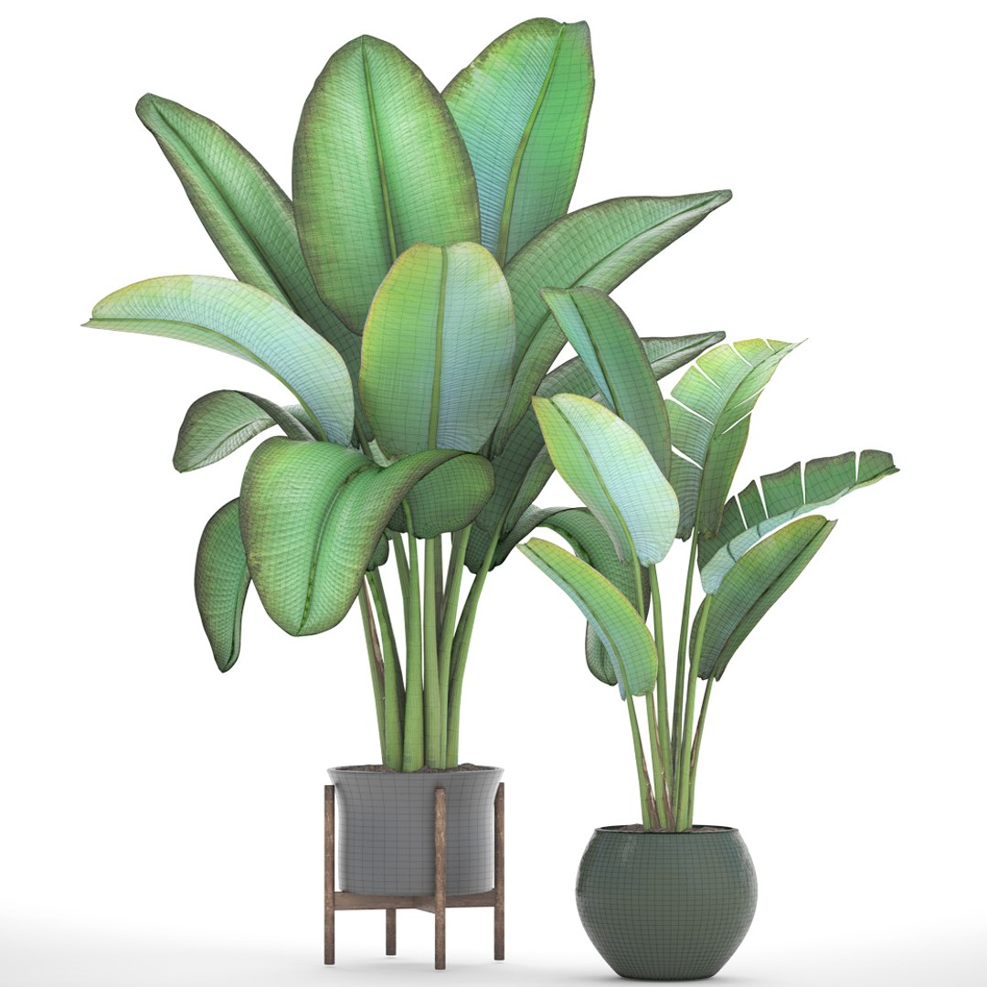 ravenala palm model https://p.turbosquid.com/ts-thumb/F8/LC8IID/qh8bXhG1/2ravenalamadagascariensis08/jpg/1502483485/1920x1080/fit_q87/8f8bfe38b49488e296902817cc6c66c91fa837d9/2ravenalamadagascariensis08.jpg