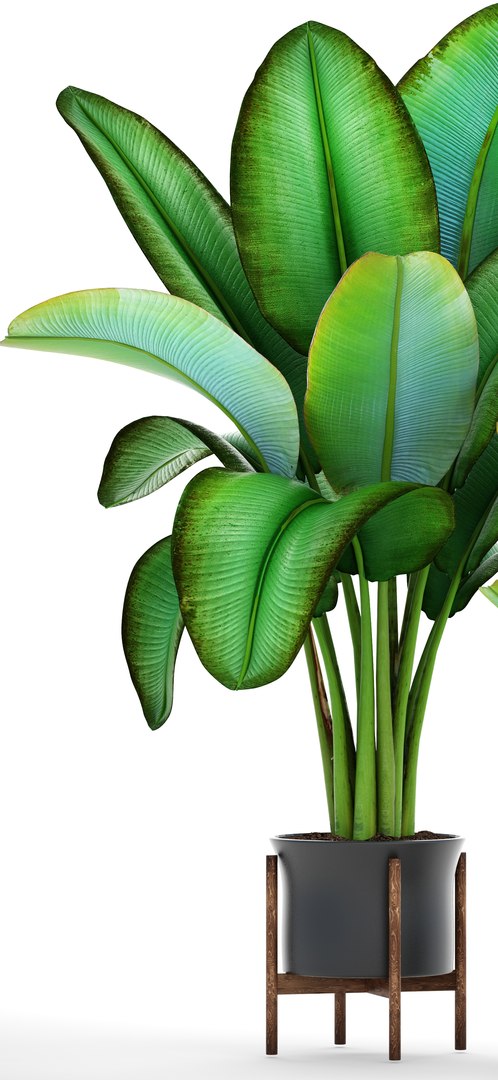 ravenala palm model https://p.turbosquid.com/ts-thumb/F8/LC8IID/wYSkZEDX/2ravenalamadagascariensis02/jpg/1502483485/1920x1080/fit_q87/c4a777e5012401fa9ebccd955f0b63474e3276b0/2ravenalamadagascariensis02.jpg