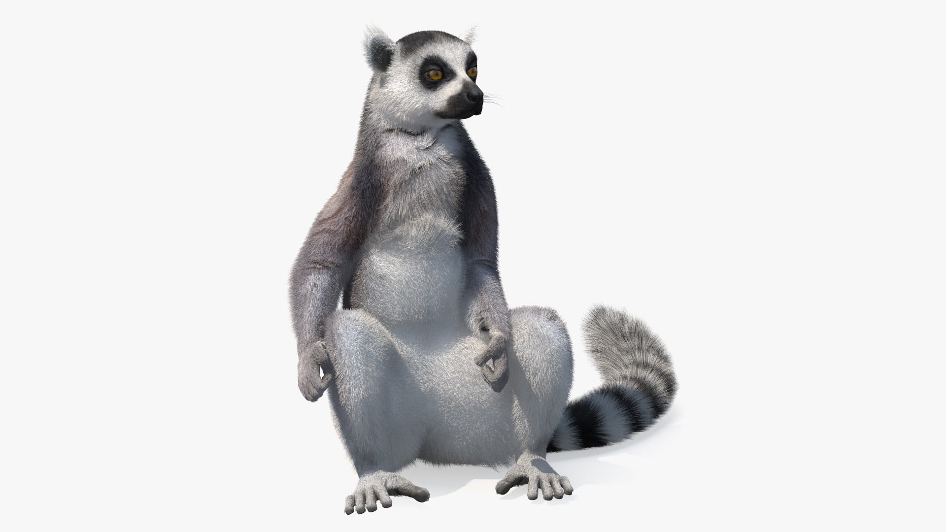 Lemur Catta Sitting Straight Fur 3D model preview