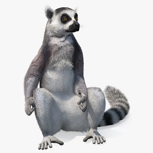 Lemur Catta Sitting Straight Fur