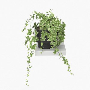 Hanging Ivy Hedera Plant