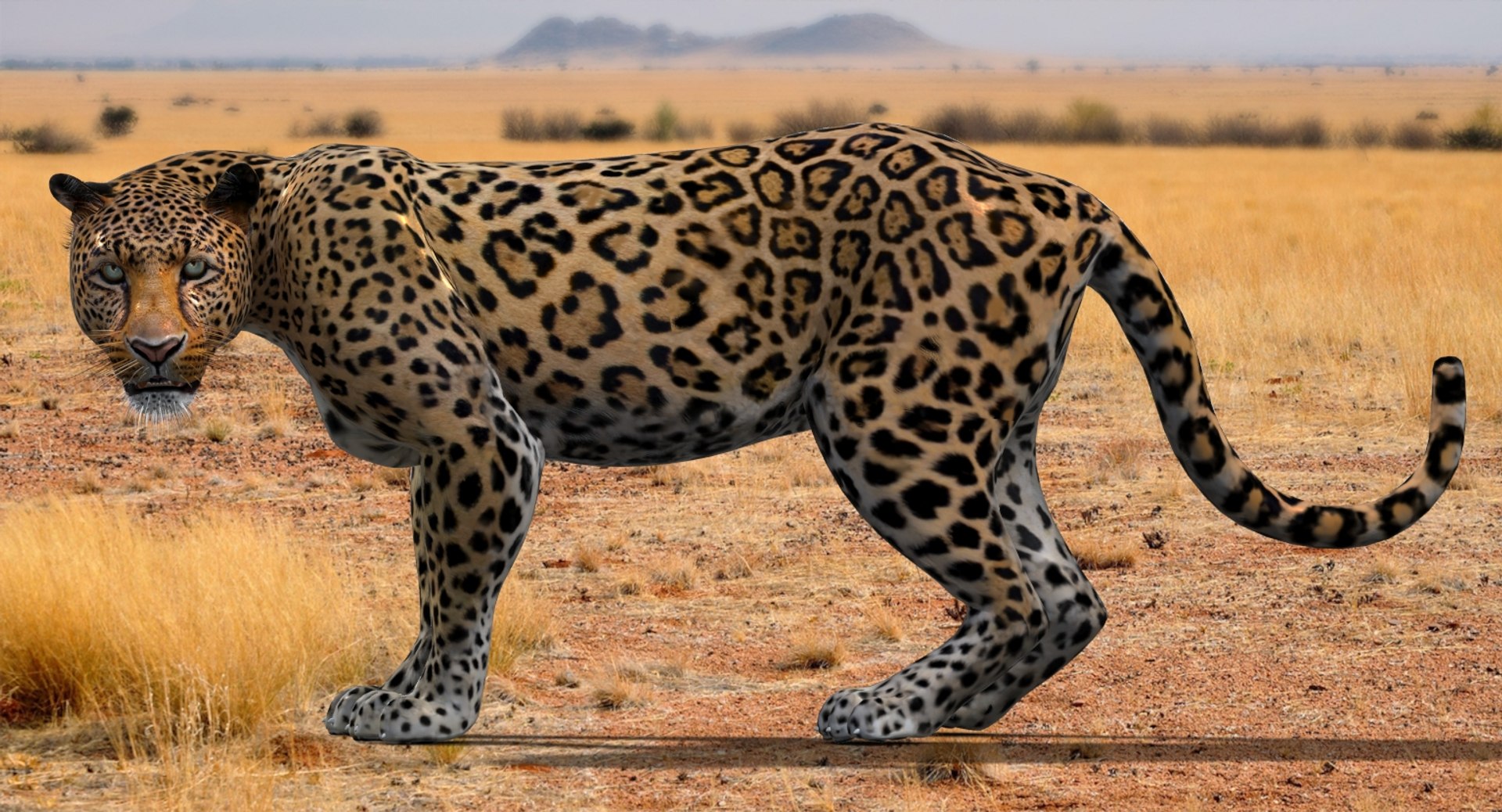 3d panther leopard cat animation https://p.turbosquid.com/ts-thumb/F8/g2a2Mj/3xoJU61l/leopard3dmodelanimated03/jpg/1434210436/1920x1080/fit_q87/9b5b1098789b4ff1d6f0f3f63ae27a12bfca7721/leopard3dmodelanimated03.jpg