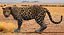 3d panther leopard cat animation