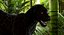 3d panther leopard cat animation