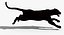 3d panther leopard cat animation