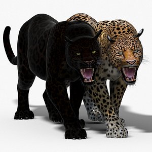 3d panther leopard cat animation