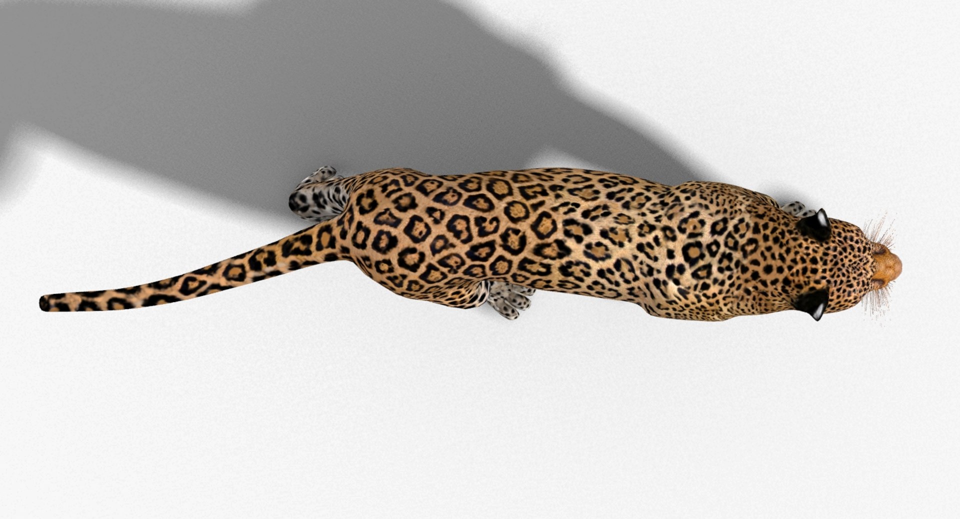 3d panther leopard cat animation https://p.turbosquid.com/ts-thumb/F8/g2a2Mj/erGpNxAT/leopard3dmodelanimated10/jpg/1433086223/1920x1080/fit_q87/53d036cfb5c1a7f3ea32ef283e1bca07582ab853/leopard3dmodelanimated10.jpg