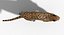 3d panther leopard cat animation