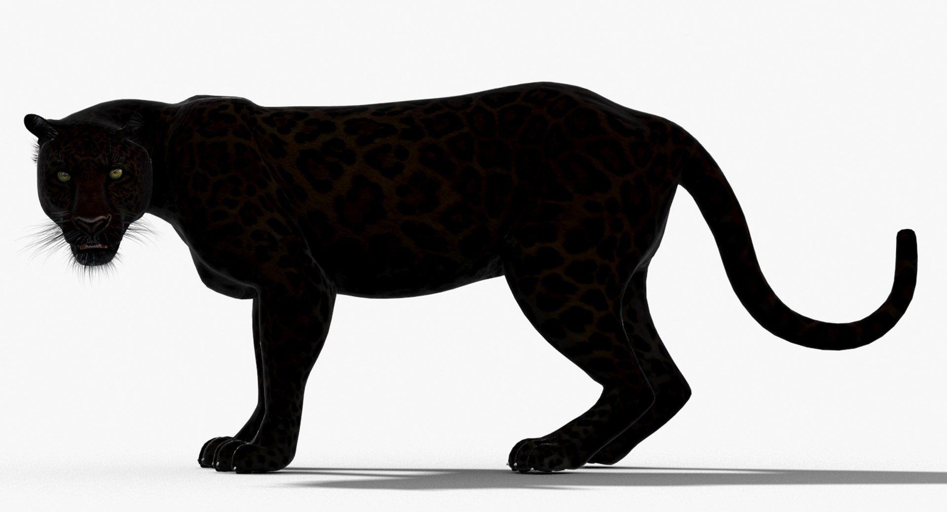 3d panther leopard cat animation https://p.turbosquid.com/ts-thumb/F8/g2a2Mj/x4PIESPC/panther3dmodelanimated03/jpg/1433086228/1920x1080/fit_q87/49f12e3fe5649dc9716feaccd83ff45de12f66a6/panther3dmodelanimated03.jpg