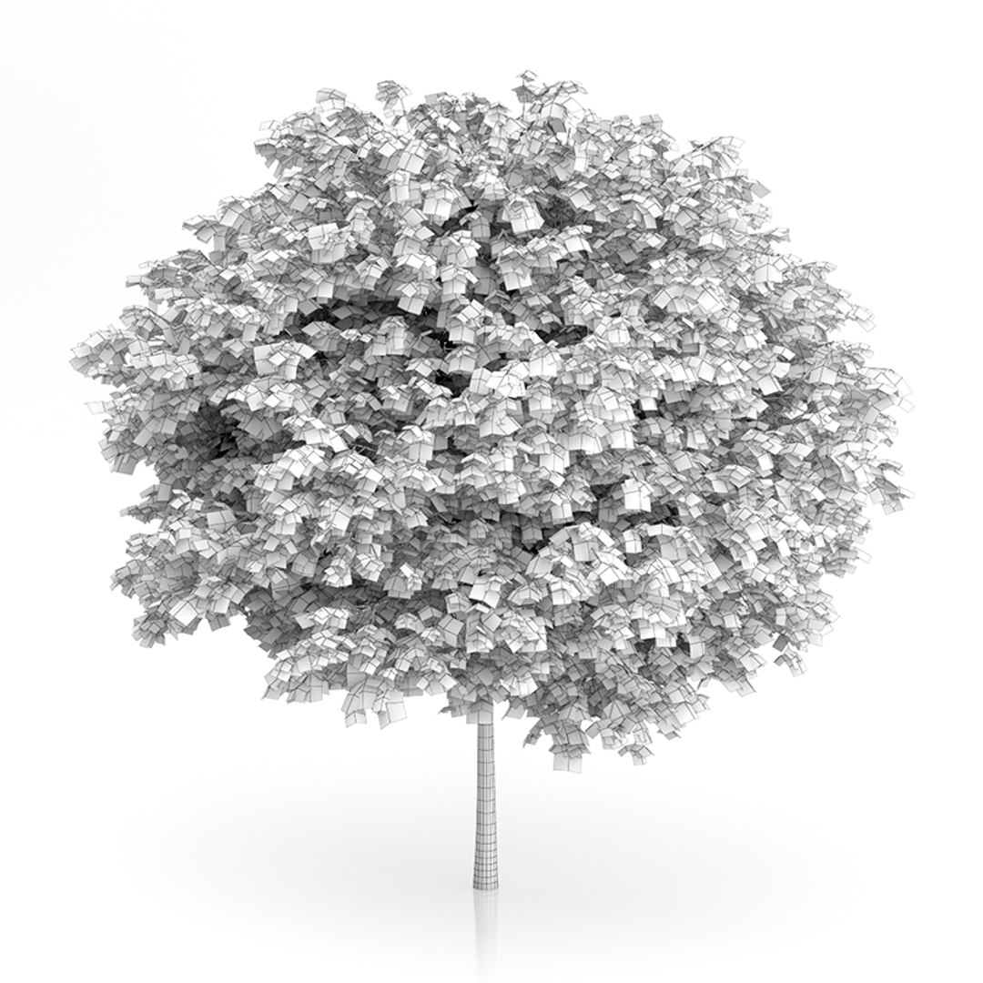 3d cigar tree catalpa bignonioides