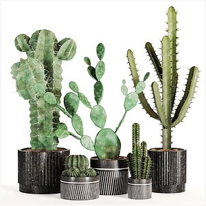 Indoor Plant Set 02