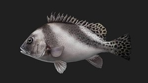 Bass fish 3D model