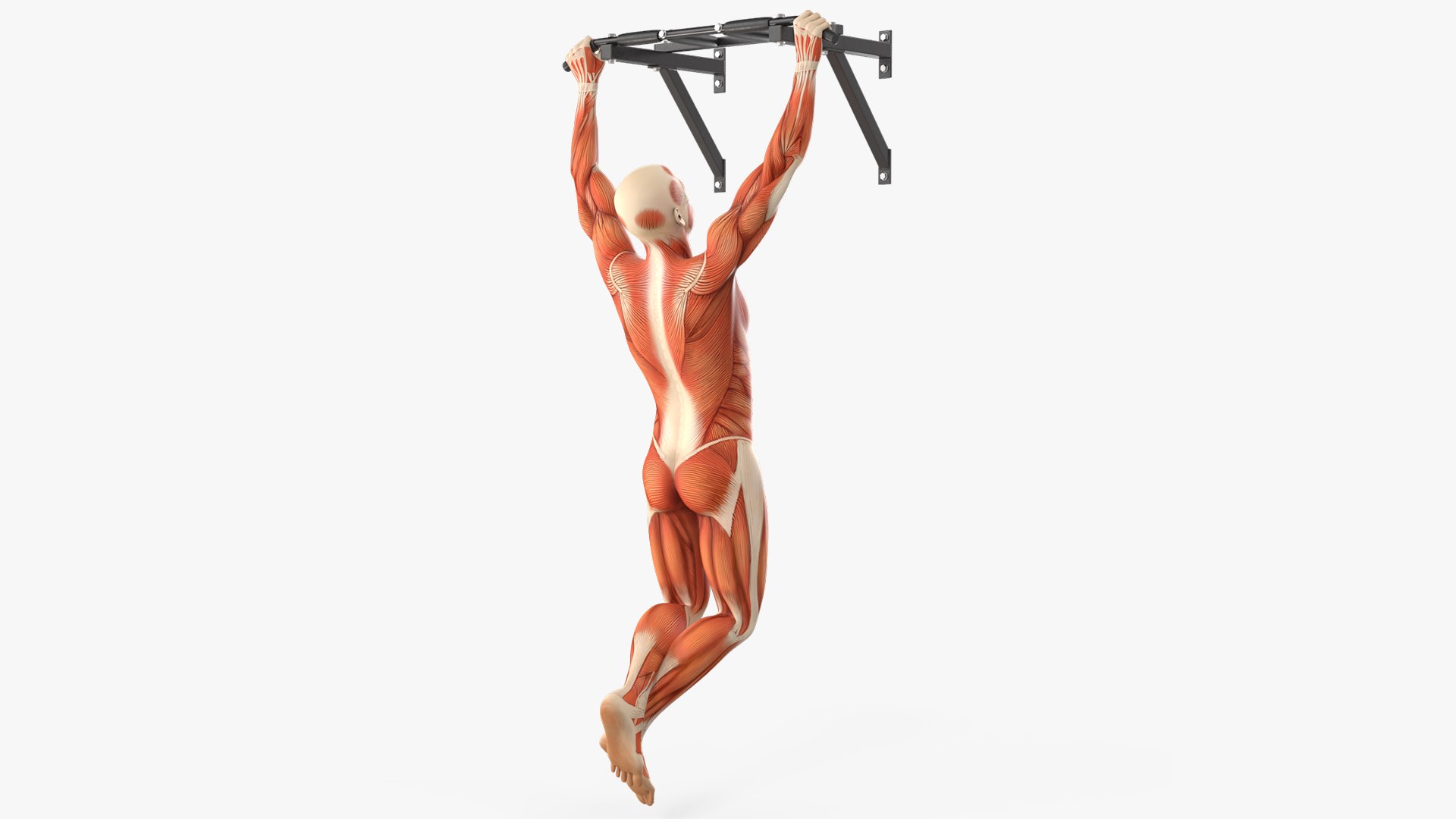 Anatomy Male Muscular System Pull-up Animated Rigged for Cinema 4D