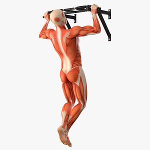 Anatomy Male Muscular System Pull-up Animated Rigged for Cinema 4D