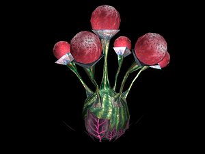 Bulb Plant