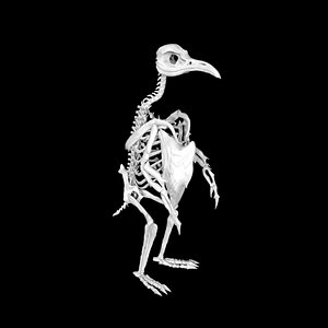 Penguin skeleton 3D model
