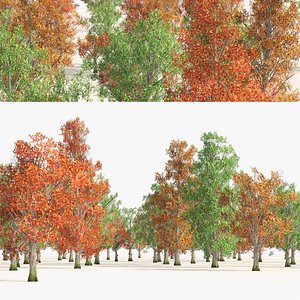 Acer Saccharum summer autumn forest trees 3D model