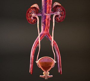 Urinary Kidney System