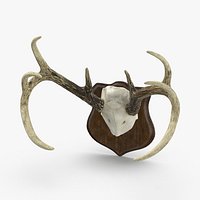 Mounted Antlers 02