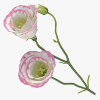 Eustoma -  White/Pink