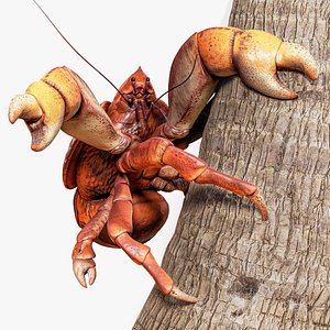 Coconut Crab - Snappy Palm Thief - 47