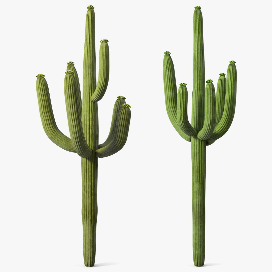 Mexican Cactuses Collection 3D model preview