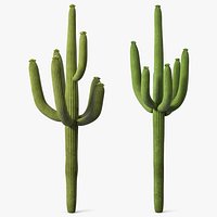 Mexican Cactuses Collection