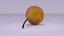 Pear 01 3D model
