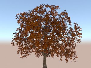 Oak tree