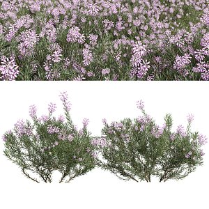 New Plant Wild Erica Multiflora Bruyere Fiche 3D