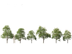 Aesculus hippocastanum - horse chestnut 01