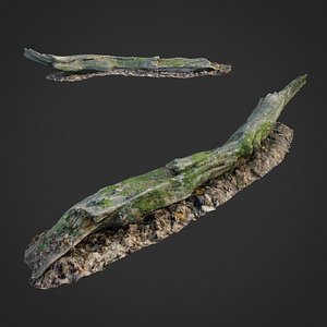 3D scanned nature forest stuff model