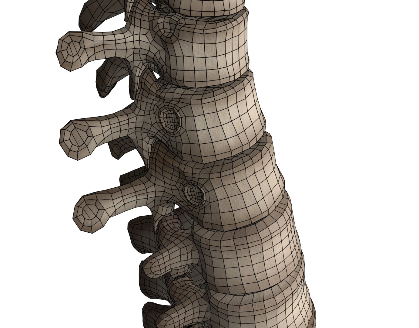 3D Human Spine - TurboSquid 1785102