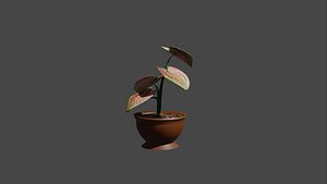 plant in pot