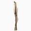 Anatomie de la jambe masculine