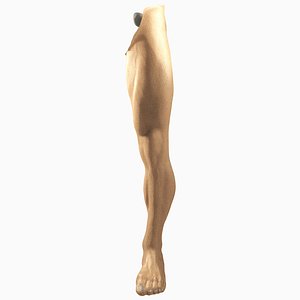 3D male leg